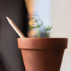 Picture of Plantable Seed Pencil